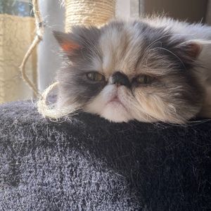 Meet your Posher, Brandy